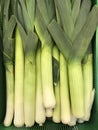 Russia. St. Petersburg. Leeks, or Pearl onions Latin Ãâ¬llium pÃÂrrum. Royalty Free Stock Photo